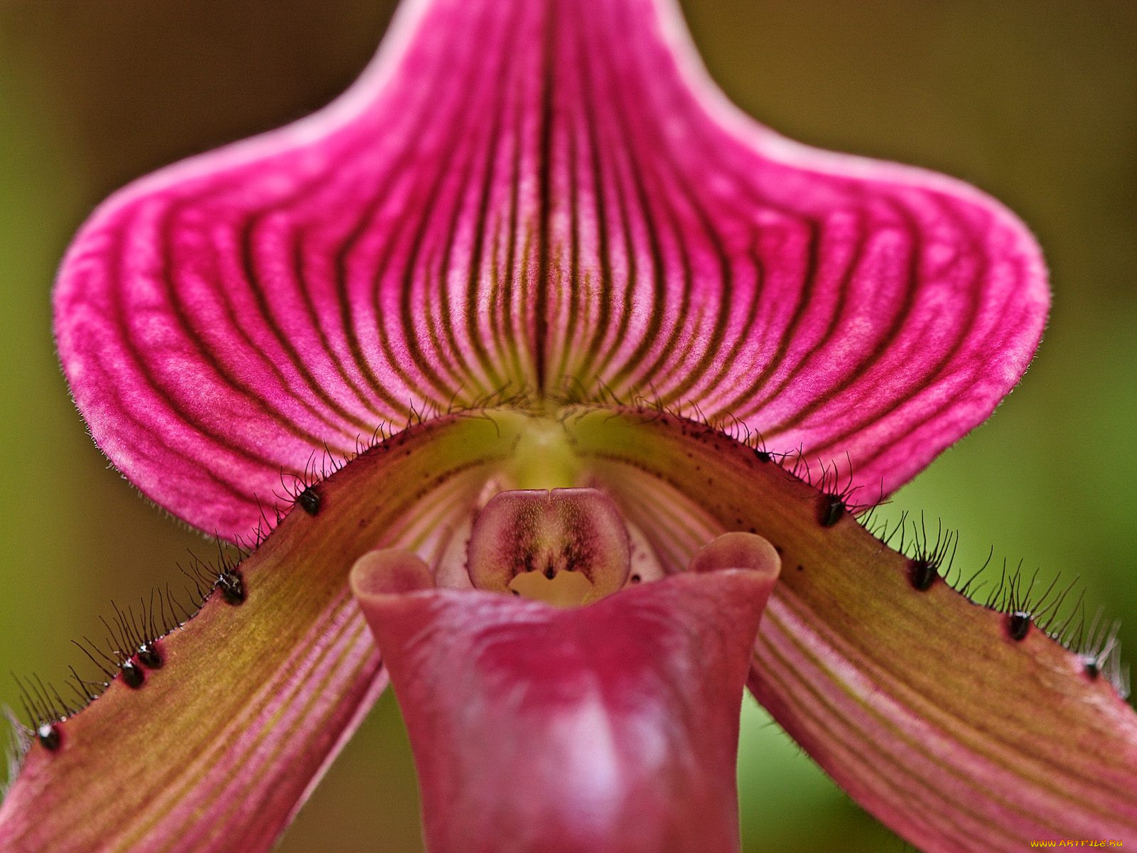 ladyslipper, orchid, , 